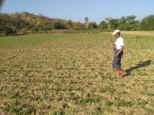 U Mhat and his groundnut farm